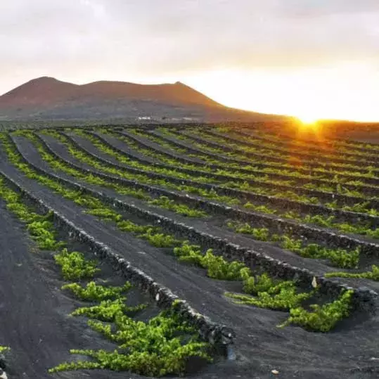 Vino blanco el Grifo